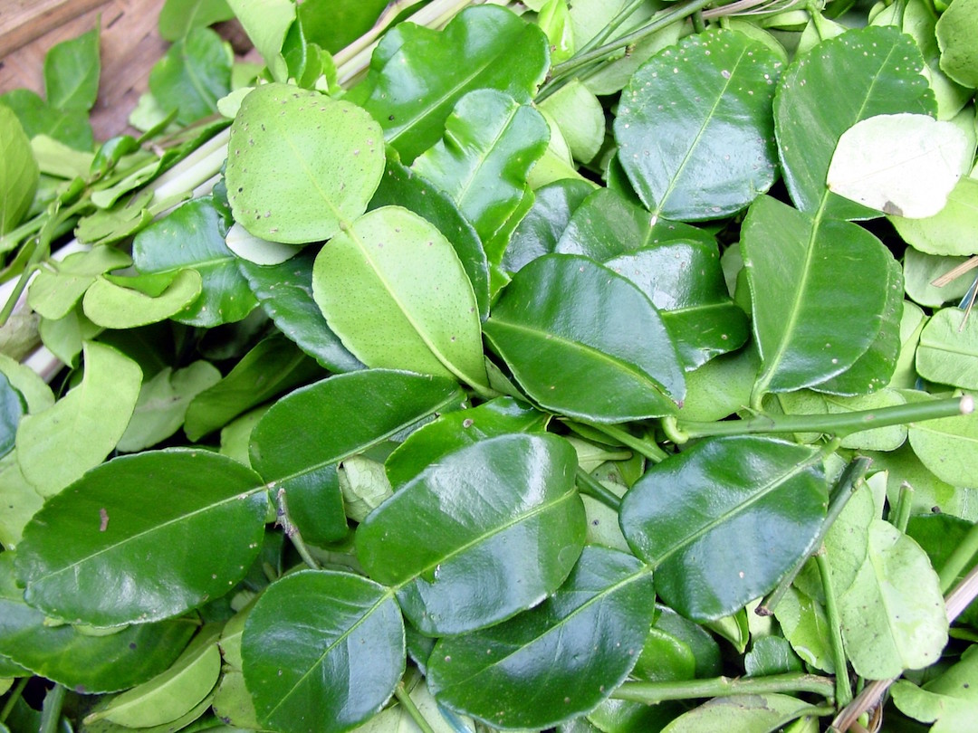 Kaffir lime leaves